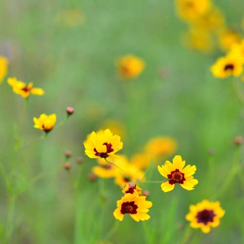 Bal folk de Printemps