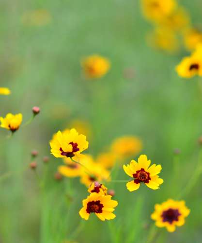 Bal folk de Printemps